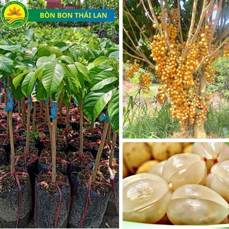 Cây giống Bòn Bon Vàng Thái , cây giống khỏe năng suất cao, nhanh cho quả, có giá trị về kinh tế