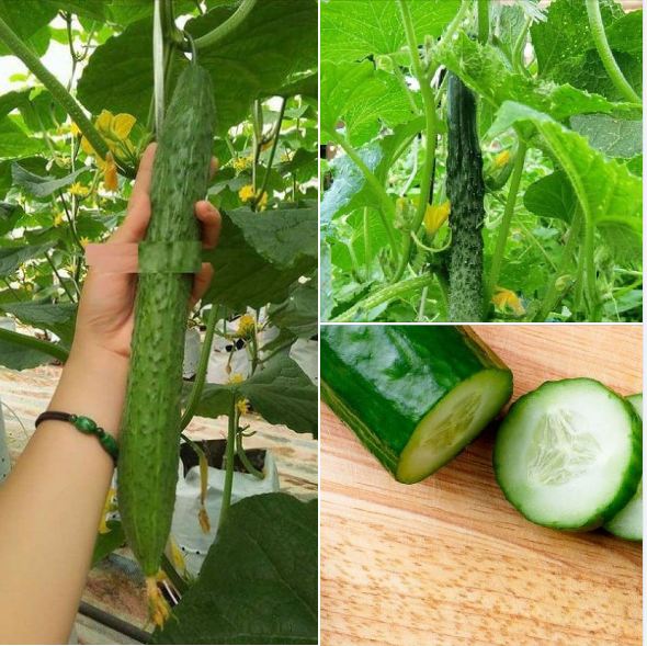 "Gói 10 Hạt " Hạt giống Dưa chuột Nhật quả dài ( dưa chuột kiếm )