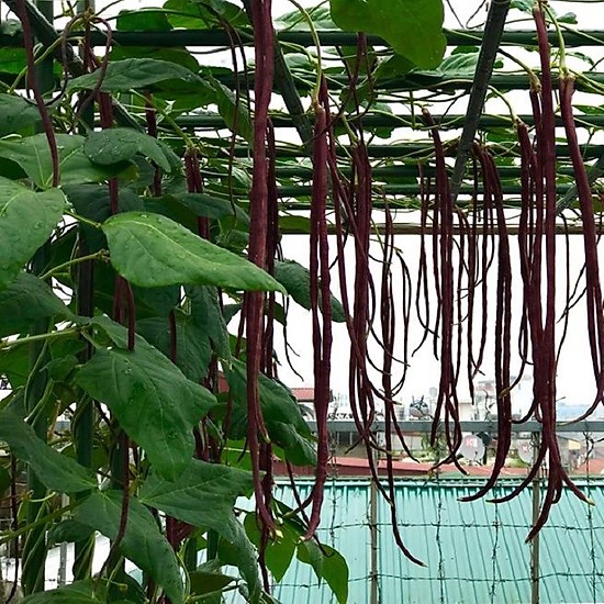 Hạt đậu đũa tím sai trái