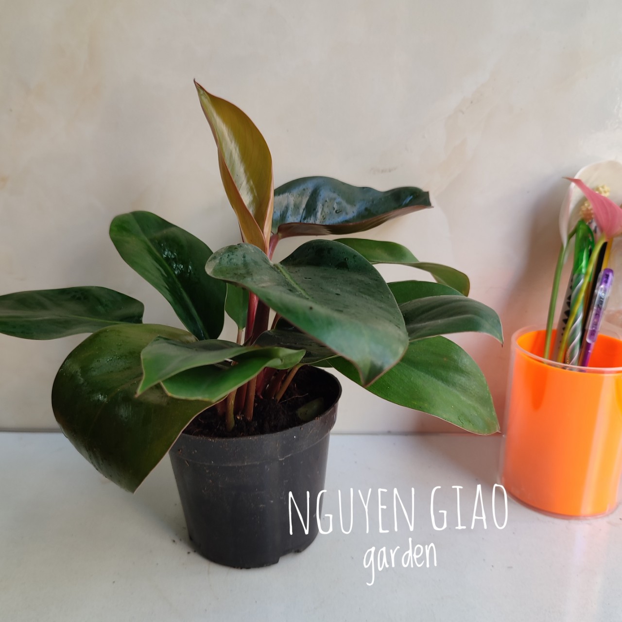 Cây trầu bà đế vương đỏ chậu nhựa