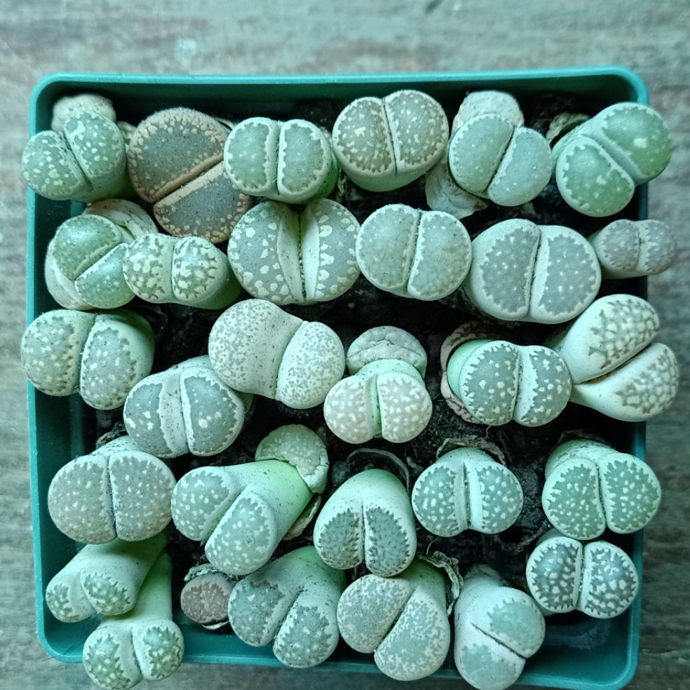 Sen mông chậu to nhiều cây