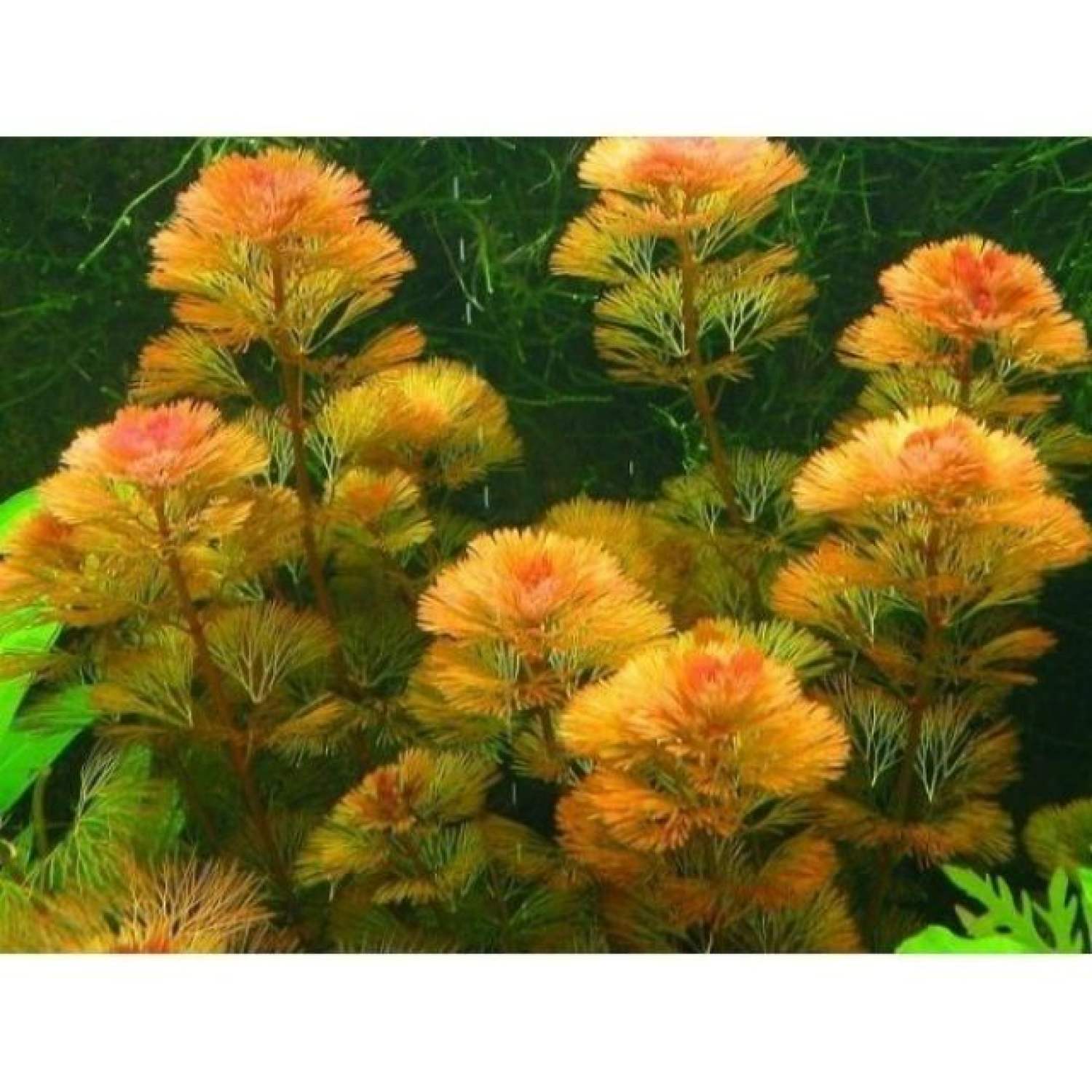 Cây La Hán Đỏ cây thủy sinh, dễ trồng, không cần nền và co2