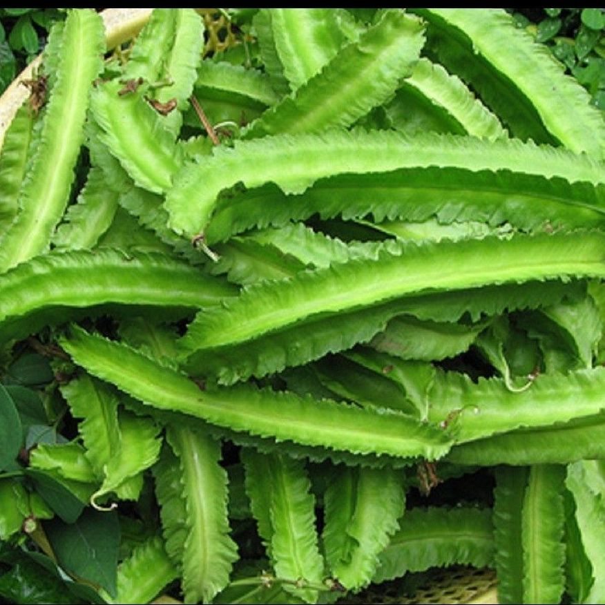 Hạt giống đậu rồng cao sản giòn ngọt