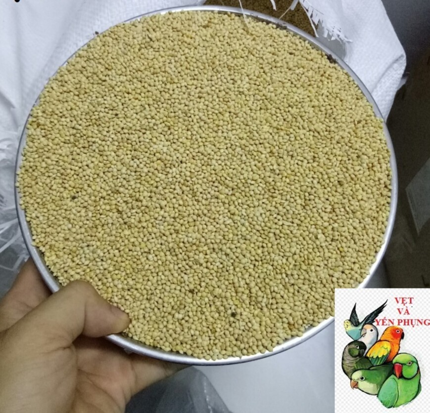 [HCM]500GRAM HẠT KÊ VÀNG CHO CHIMVẸT YẾN PHỤNG