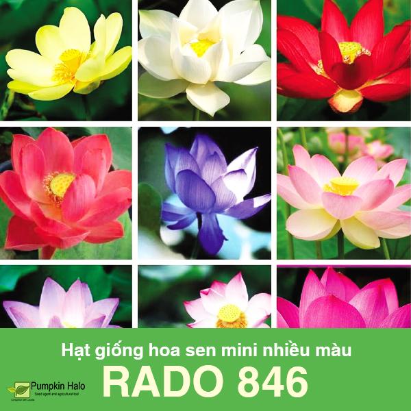 [HCM]Giống Hoa Sen Mini Nhiều Màu _gói 5 hạt .