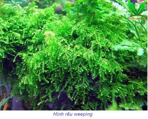 Rêu Weeping Việt Lá Cạn - Tấc (10*10cm)