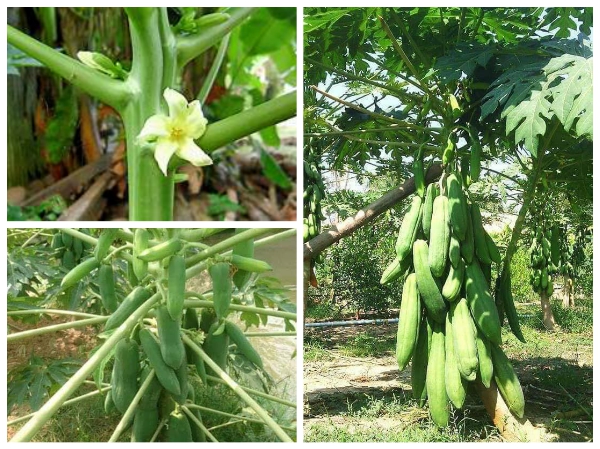 Hạt Giống Đu Đủ PhuKet Lùn Thái Lan Gói 5 Hạt - Đu Đủ Ruột Đỏ