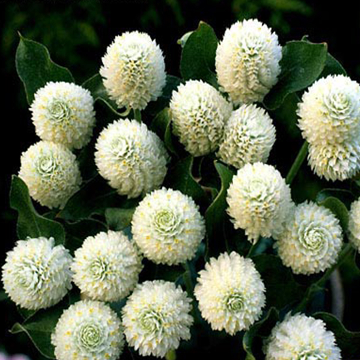 50 hạt giống hoa cúc bách nhật trắng