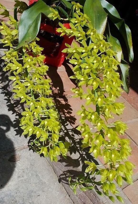 Hoa lan vũ nữ hoàng hậu xanh - hoa thơm