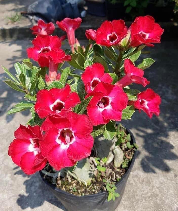 Cây hoa sứ thái màu đỏ ruby giống siêu hoa