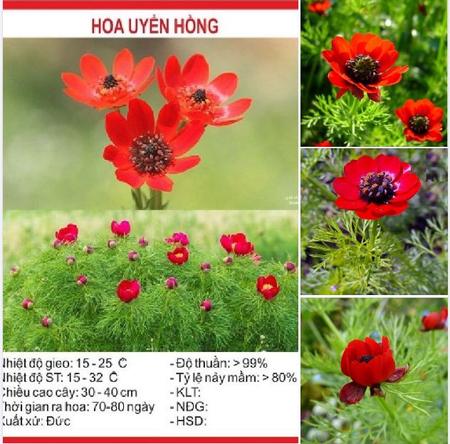"gói 100 "hạt giống hoa uyển hồng