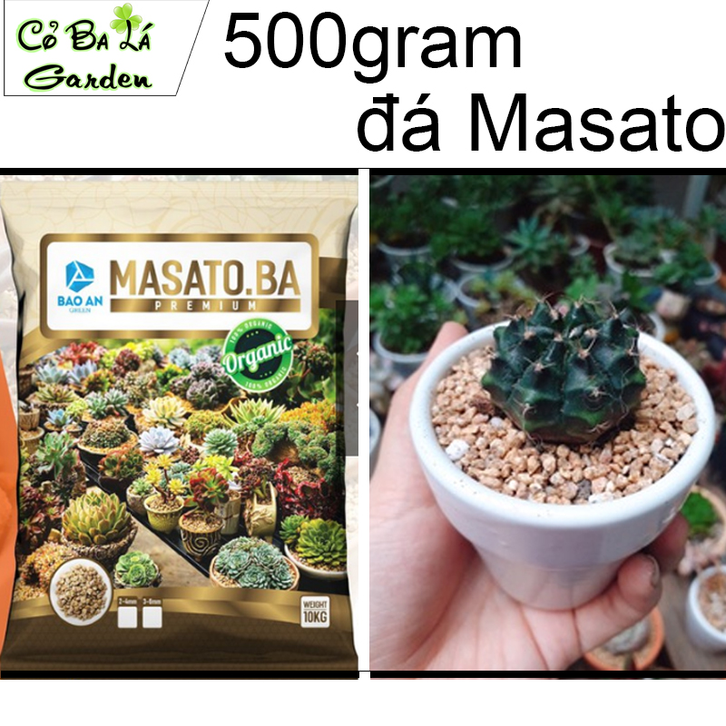 Đá masato giữ màu Sen đá Xương rồng,