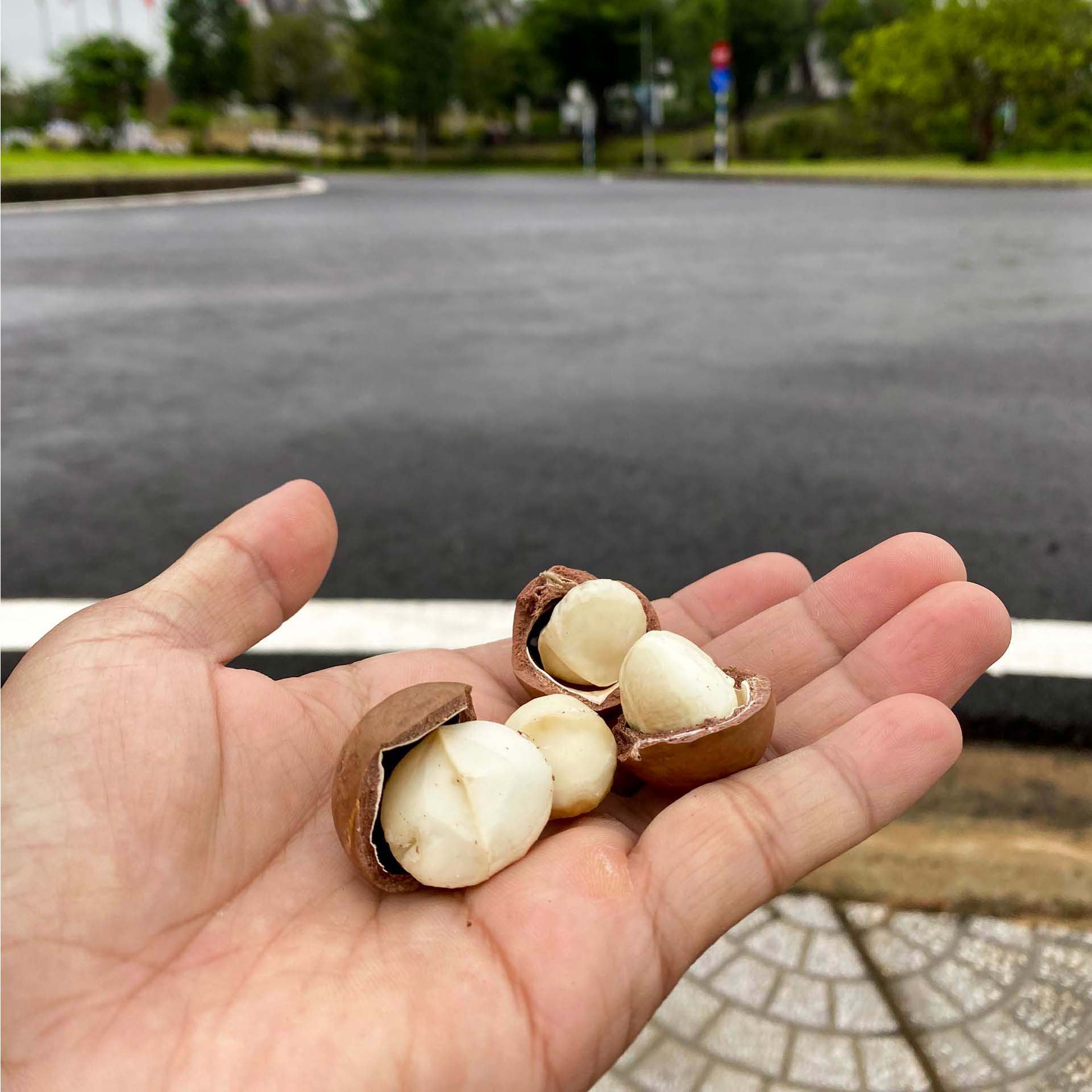 Mắc ca Đăk Lăk organic nhà làm thơm ngon, mắc ca Daklak sấy nứt vỏ loại đặc biệt ngon giòn, béo ngậy