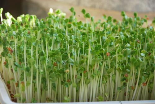 Gói 1kg hạt giống rau mầm cải ngọt - thế giới rau mầm