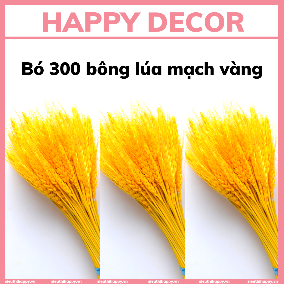 300 Bông lúa mạch vàng sấy khô tự nhiên, bông lúa tài lộc trang trí.