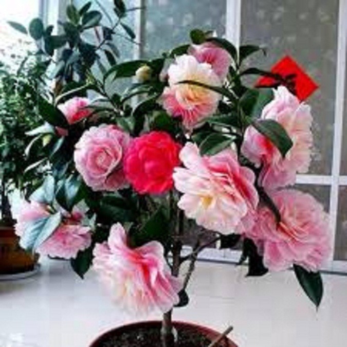 ny8wyQ8XIH6f82jmLKDz_simg_d0daf0_800x1200_max.jpg