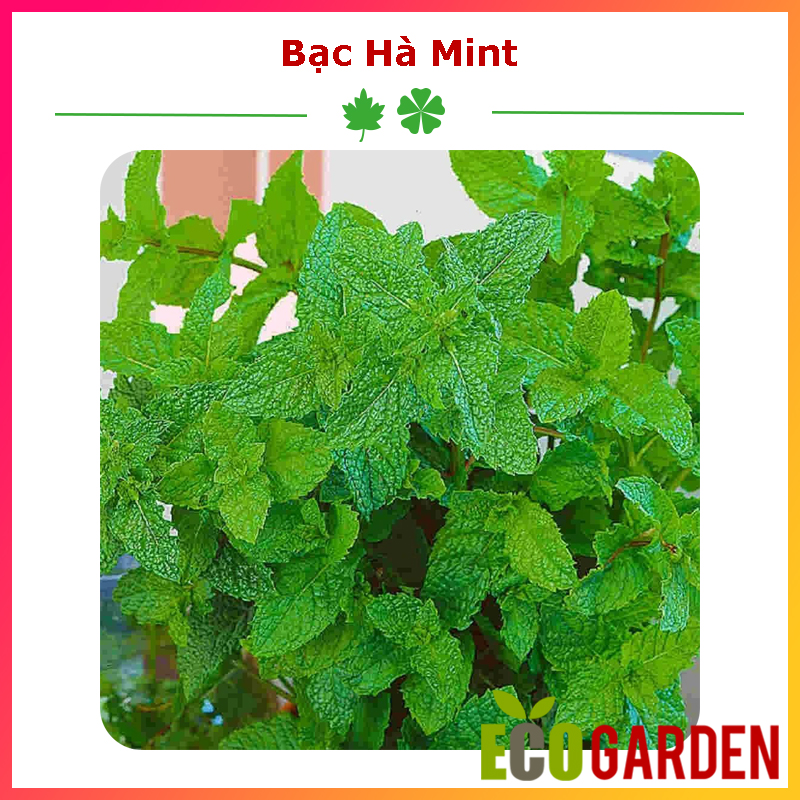 Hạt Giống Bạc Hà Mint (Húng Lủi  Âu) - Gói 100 Hạt (ECO.012)