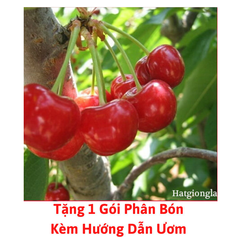 [Lấy mã giảm thêm 30%] Gói Hạt Giống Quả Anh Đào Cherry
