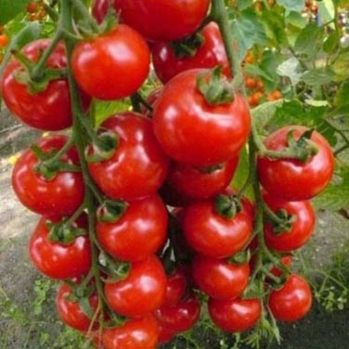 30 Hạt Giống Cà Chua Chuỗi Ngọc