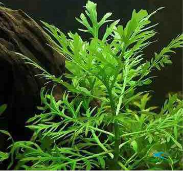 Cây Thuỷ Cúc thuỷ sinh cho bể cá cảnh