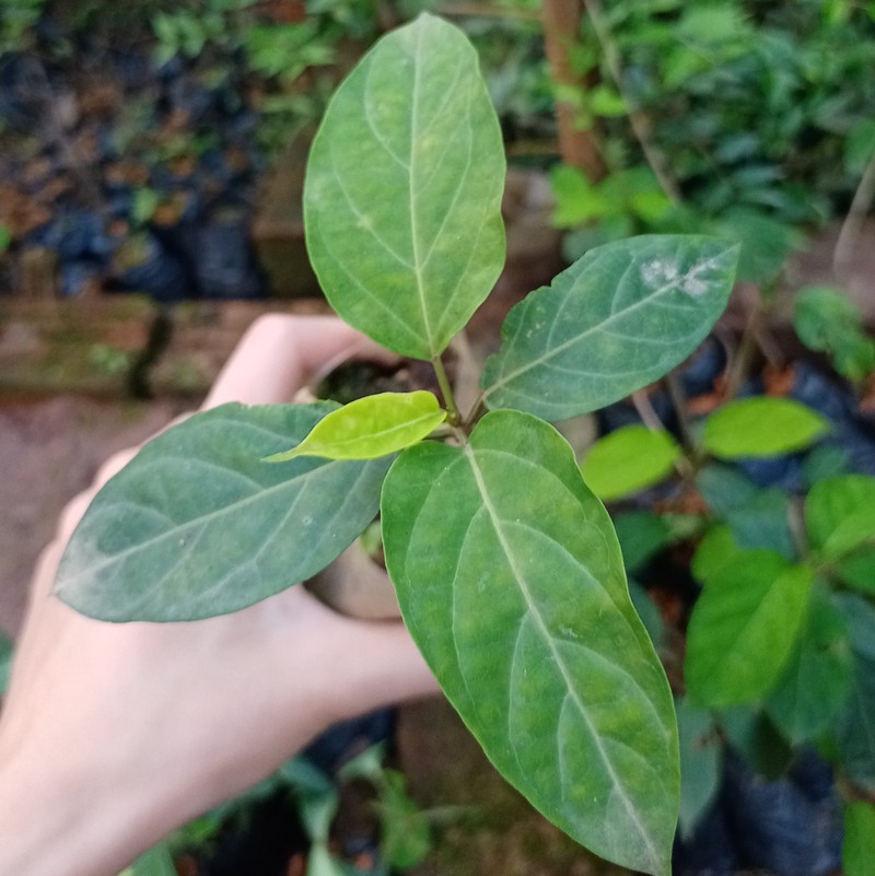 Combo 2 bầu 🌱 dây thìa canh lá to 🌱 và lá nhỏ chuẩn giống