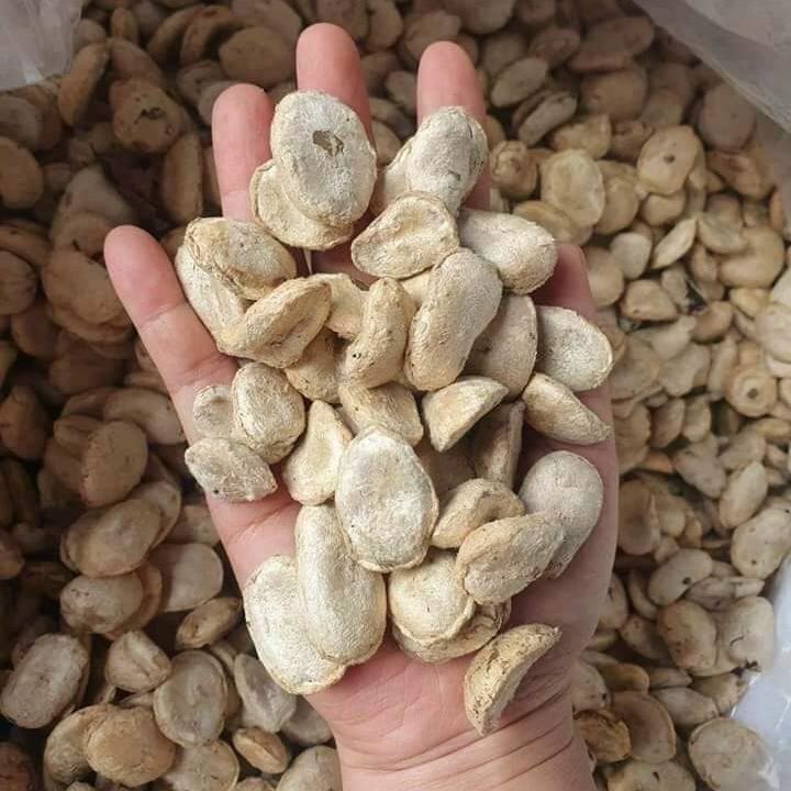 Hạt sang trắng rừng Tây Bắc chữa đau dạ dày. Giá 6k/hạt, hạt chọn, già, to chuẩn sang trắng rừng, trực tiếp thu hái