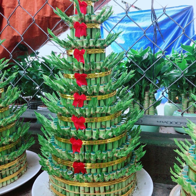 Trúc phát tài 9 tầng