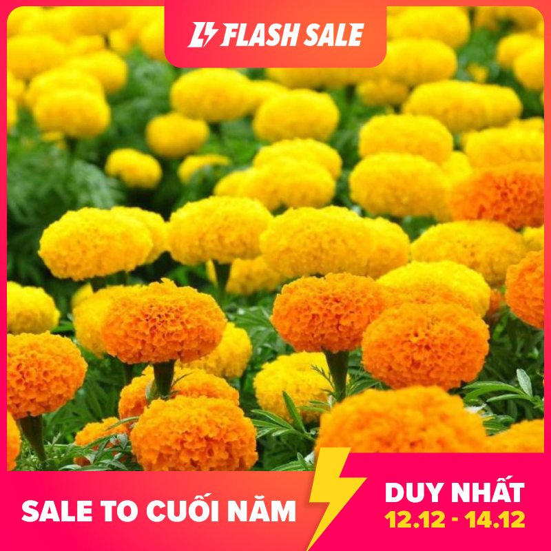 Gói0,1g Hạt giống Hoa Cúc Vạn Thọ Mỹ Tỷ lệ nẩy mầm: 80%, Mùa Vụ: Quanh năm, Thời gian ra hoa: 65 - 75 ngày, hoa nở đều.