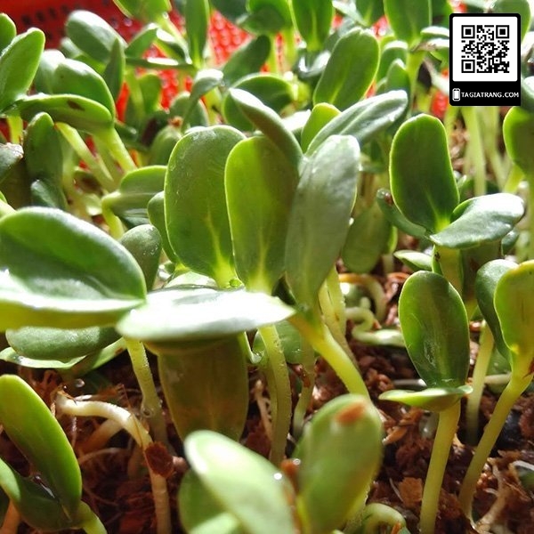 Hạt giống rau mầm hướng dương