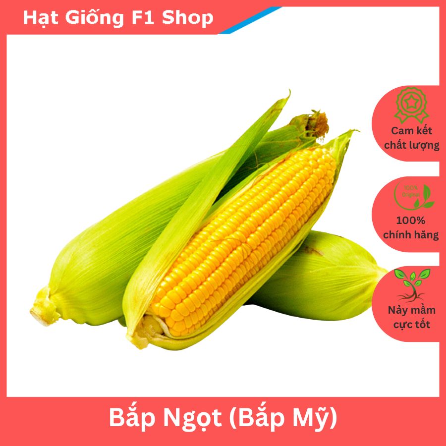 Hạt Giống Bắp Ngọt (Bắp Mỹ) Trái To