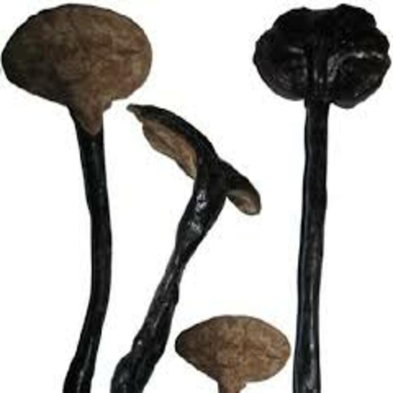 NẤM LINH CHI (CỔ CÒ) Khô chuẩn rừng, HÀNG SẠCH LOẠI 1, CAM KẾT CHẤT LƯỢNG