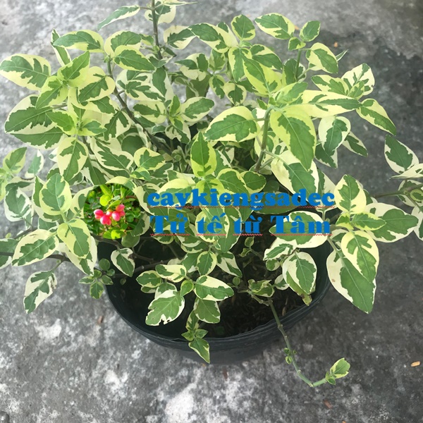 Cây Cẩm thạch tặng phân bón cho cây mau lớn