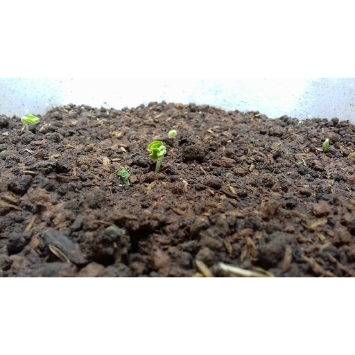 [HCM]1 Kg Đất Sạch Hữu Cơ Cao Cấp Trồng Cây Trong Đô Thị