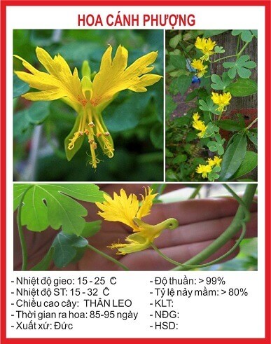 [GÍA GỐC] Hạt Giống Hoa Cánh Phượng - 4 Hạt