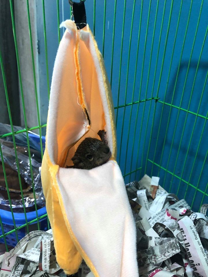 [HCM]Túi ngủ cho Sóc hình trái chuối Vàng .