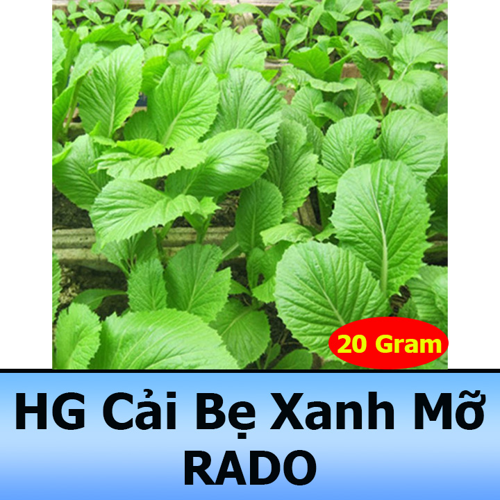Gói 20GR Hạt Giống Cải Bẹ Xanh Mỡ Chịu Nhiệt
