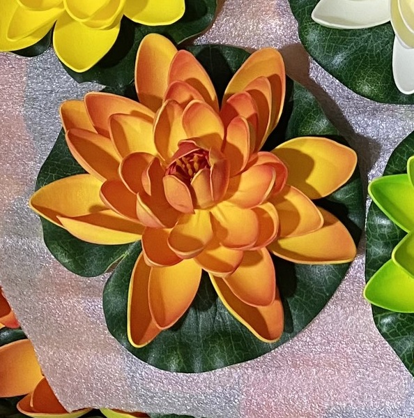 Hoa sen thả hồ