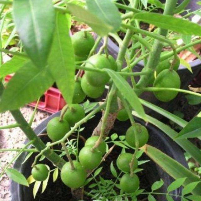 Cây CÓC THÁI CÂY MÔ , CÂY LỚN nguyên bầu, cg