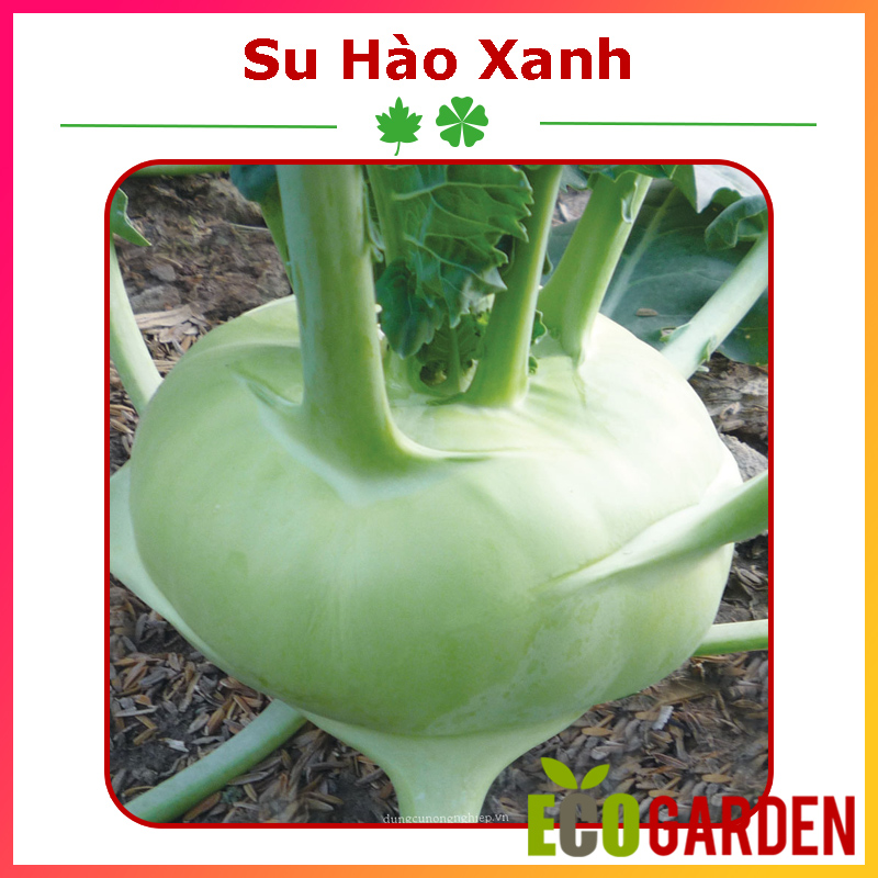 Hạt Giống Củ Su Hào (ECO.264)