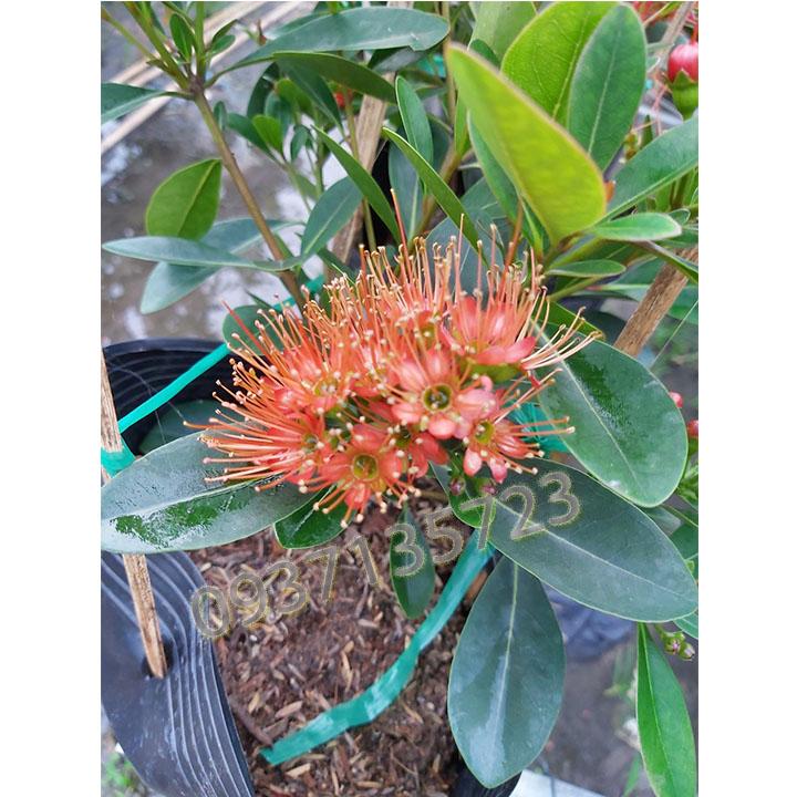 [HCM]cây mai thái đỏ