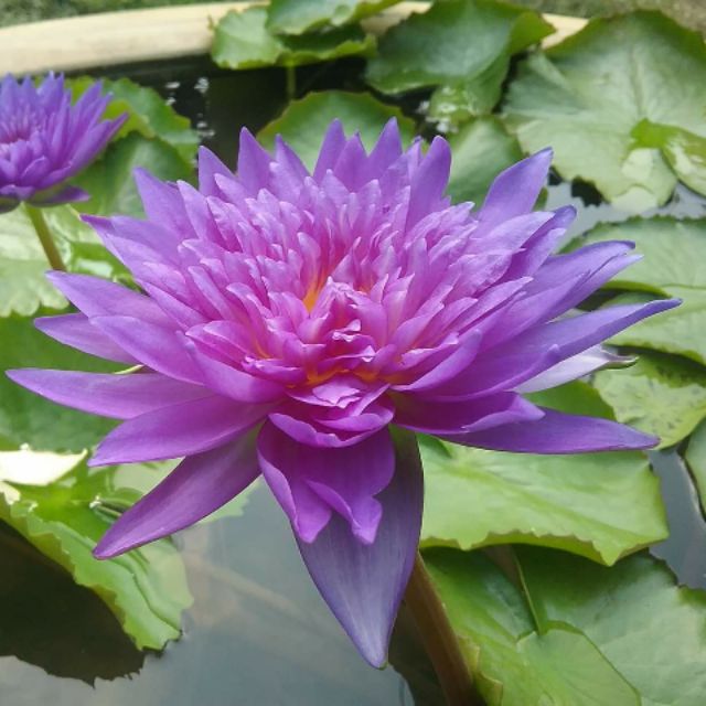 Cây hoa súng thái king of siam