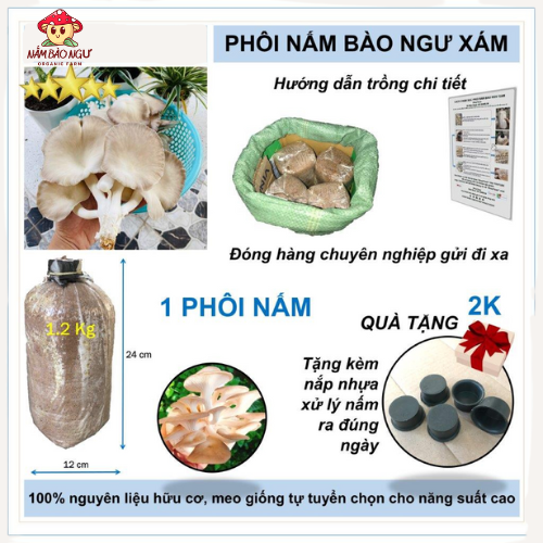 Combo 5 phôi nấm bào ngư từ trại giống