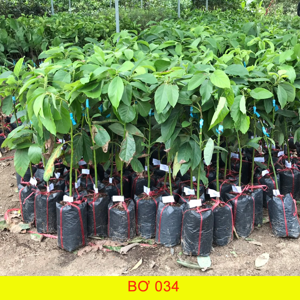 Cây giống bơ booth7, giống bơ booth7 f1, chất lượng cao.