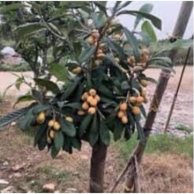 Cây giống nhót nhật + Tặng 01 cây dâu da đất