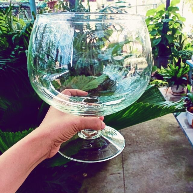 chậu thủy tinh cao cấp hình chiếc ly khổng lồ