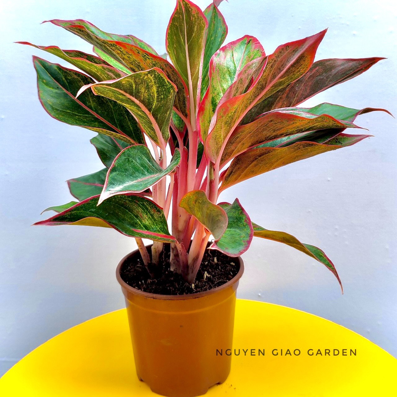 Cây Phú Quý, Cây Phong Thủy trang trí văn phòng dễ chăm sóc