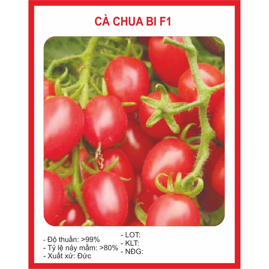 Hạt giống cà chua bi nhót 30 hạt