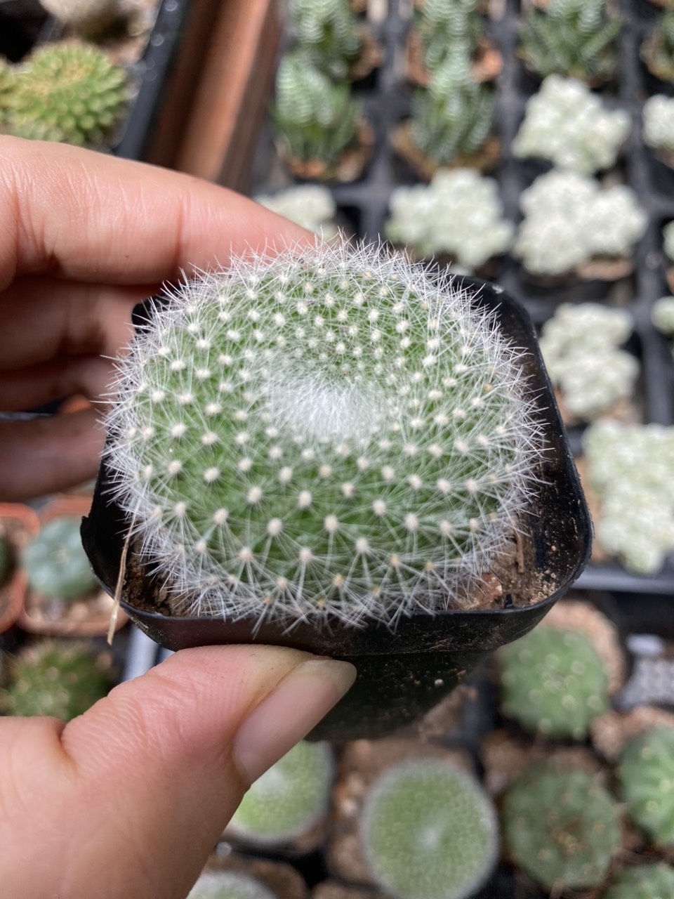 Xương rồng thiên nga , Size chậu 5cm