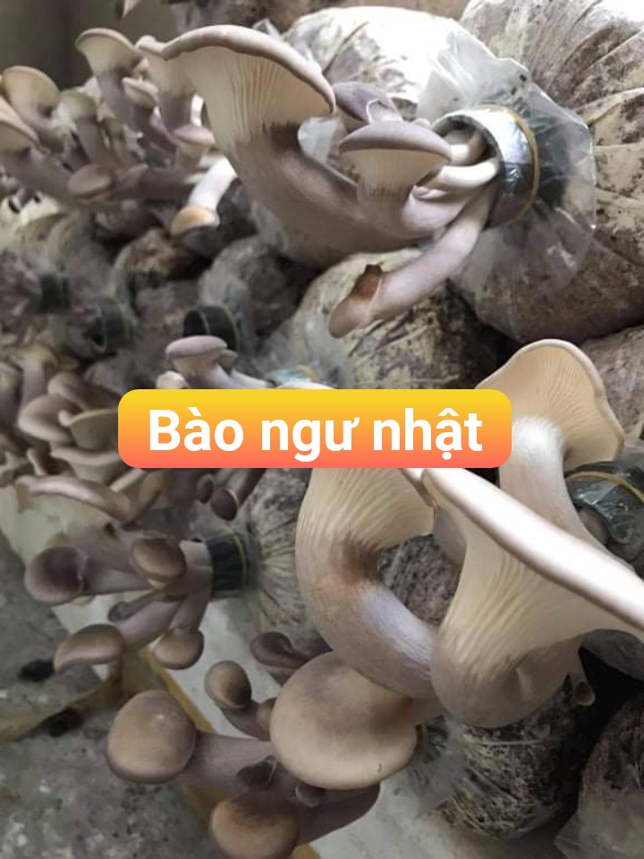 2 ký phôi nấm bào ngư nhật