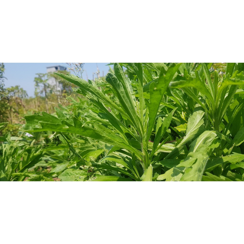 Cây Ngải Dại - cây giống (5 cây)